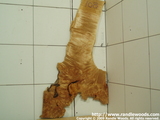 Burl root