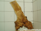 Burl root