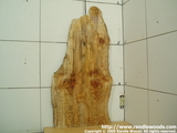 Burl - spalted