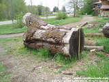 150 year old Black Walnut, one of the oldest walnuts in WA State - soon to be cut - Price on Request