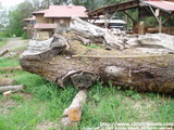 150 year old Black Walnut, one of the oldest walnuts in WA State - soon to be cut - Price on Request