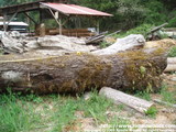 150 year old Black Walnut, one of the oldest walnuts in WA State - soon to be cut - Price on Request