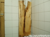 Maple Burl/crotch