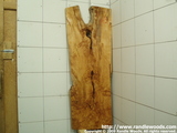 Maple Burl/crotch