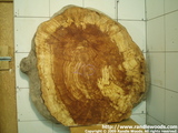 Large burl slab