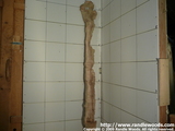 Burl edge/late spalt